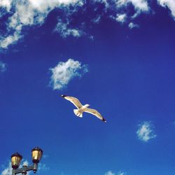 Low angle view of bird flying against blue sky