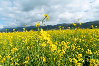 Scenic view of oilseed rape field against cloudy sky