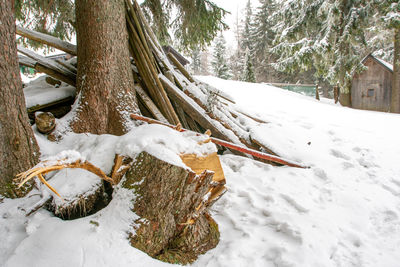 Snow covered trees on field