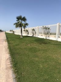 Palm trees on field against clear sky