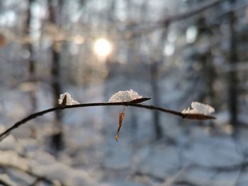 Close-up of dried leaves on plant during winter