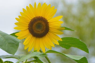 Close-up of yellow sunflower