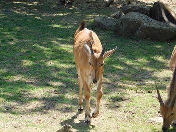 Horse standing in a field