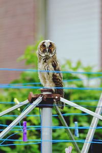 Portrait of owl perching on metal