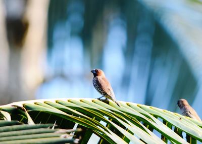 Close-up of bird perching on plant