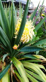 Close-up of yellow flowers blooming outdoors