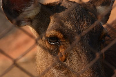 Close-up portrait of elephant