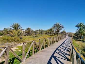 Footpath amidst palm trees against clear blue sky