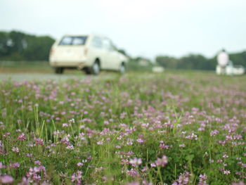 View of flowering plants growing on land
