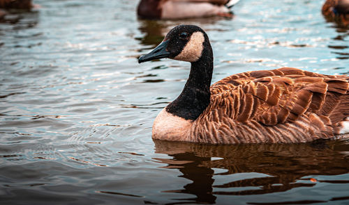 A goose sits on a pond with other geese and ducks in cape may, new jersey.