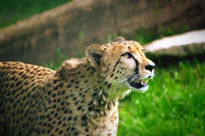 Close-up of a cat looking away