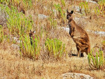 Portrait of kangaroo standing 