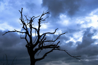 Low angle view of bare tree against sky