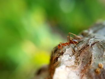 Close-up of insect