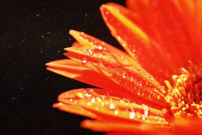 Close-up of red fruit over white background