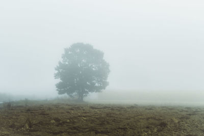 Trees on field against sky