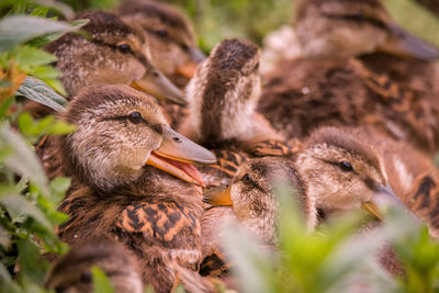 Close-up of young bird