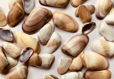 Full frame shot of small earth tone shells against a neutral background