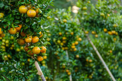 Close-up of oranges growing on tree