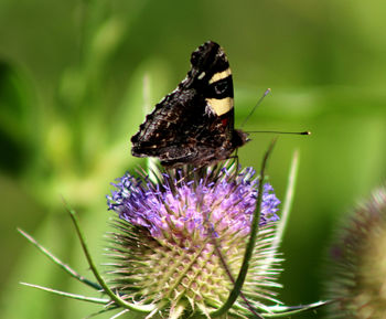 Close-up of butterfly on thistle