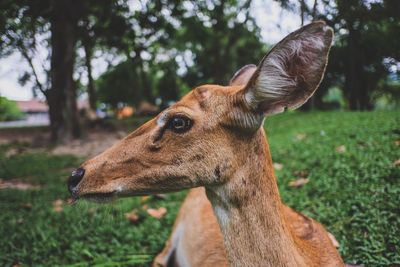 Close-up of deer