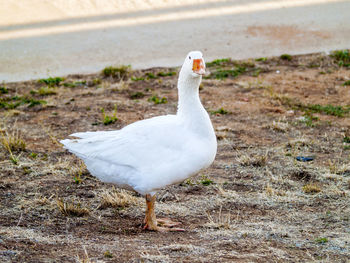 Close-up of white duck in water