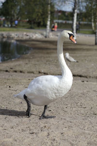 Swan on the beach