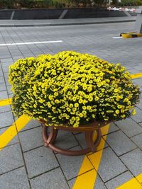 High angle view of yellow flowering plants on sidewalk