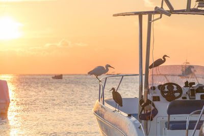 Birds flying over sea against sky during sunset