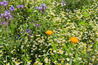 Close-up of flowering plants on field