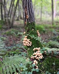 Close-up of mushrooms growing on tree trunk