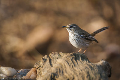 Close-up of bird perching on rock