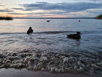 View of ducks swimming in sea