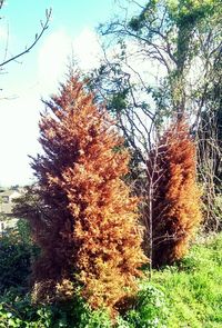 Trees growing in park