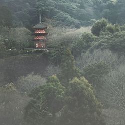 Low angle view of kiyomizu-dera amidst trees on mountain