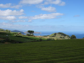 Scenic view of field against sky