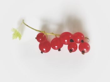 Close-up of red cherries against white background