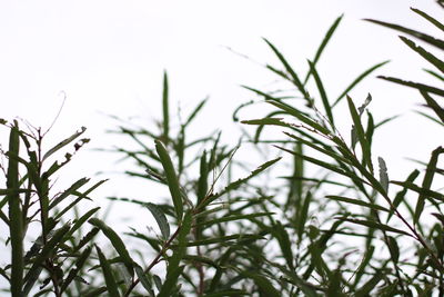 Low angle view of plants against clear sky