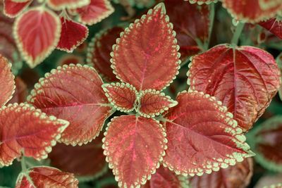 Close-up of red leaves on plant