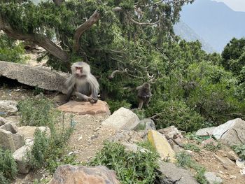 Monkey sitting on rock against trees in forest