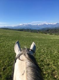 View of a horse on field