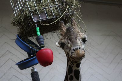 Close-up of horse hanging