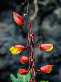 Close-up of red berries on plant