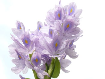 Close-up of purple flowering plant against white background