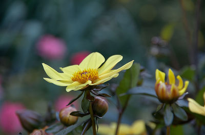 Close-up of yellow flowering plant