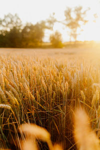 View of stalks in field against the sky