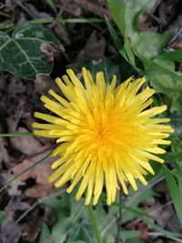 Close-up of yellow flower blooming outdoors