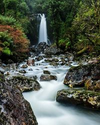 Scenic view of waterfall in forest