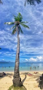 Palm tree on beach against sky