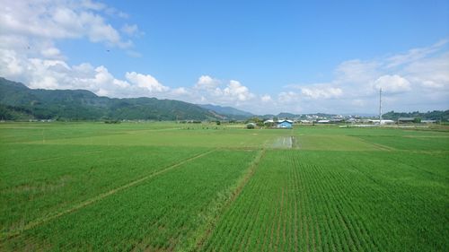 Scenic view of agricultural field against sky
